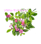 40種類の手描きの季節の花（和名付き）（個別スタンプ：23）