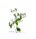 40種類の手描きの季節の花（和名付き）（個別スタンプ：36）