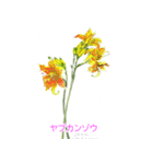 40種類の手描きの季節の花（和名付き）（個別スタンプ：37）