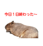 いしかわ動物園 動物達のスタンプ（個別スタンプ：1）