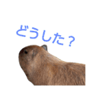 いしかわ動物園 動物達のスタンプ（個別スタンプ：9）