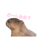 いしかわ動物園 動物達のスタンプ（個別スタンプ：16）