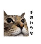 横山家のお猫様7リアクション用（個別スタンプ：1）