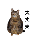 横山家のお猫様7リアクション用（個別スタンプ：2）