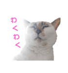 横山家のお猫様7リアクション用（個別スタンプ：6）
