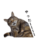 横山家のお猫様7リアクション用（個別スタンプ：7）