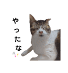 横山家のお猫様7リアクション用（個別スタンプ：8）