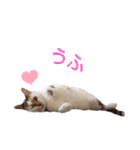 横山家のお猫様7リアクション用（個別スタンプ：9）