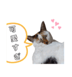 横山家のお猫様7リアクション用（個別スタンプ：10）