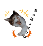 横山家のお猫様7リアクション用（個別スタンプ：11）