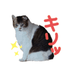 横山家のお猫様7リアクション用（個別スタンプ：14）