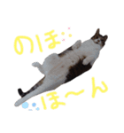 横山家のお猫様7リアクション用（個別スタンプ：15）