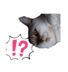 横山家のお猫様7リアクション用（個別スタンプ：16）