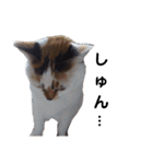 横山家のお猫様7リアクション用（個別スタンプ：22）