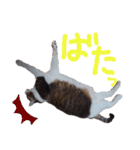 横山家のお猫様7リアクション用（個別スタンプ：24）