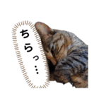 横山家のお猫様7リアクション用（個別スタンプ：32）