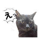 横山家のお猫様7リアクション用（個別スタンプ：35）