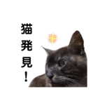 横山家のお猫様7リアクション用（個別スタンプ：38）