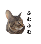 横山家のお猫様7リアクション用（個別スタンプ：39）