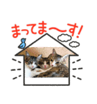 保護猫Family（個別スタンプ：10）