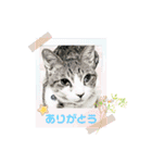 保護猫Family（個別スタンプ：11）