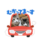 保護猫Family（個別スタンプ：12）