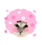 アーユルキャット春（個別スタンプ：8）
