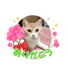 アーユルキャット春（個別スタンプ：9）