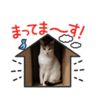 アーユルキャット春（個別スタンプ：16）