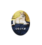 アーユルキャット春（個別スタンプ：17）