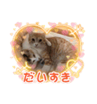 アーユルキャット春（個別スタンプ：19）