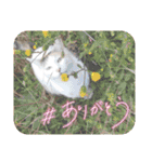 アーユルキャット春（個別スタンプ：21）