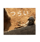 いしかわ動物園 動物スタンプ 5（個別スタンプ：15）