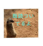 いしかわ動物園 動物スタンプ 5（個別スタンプ：17）