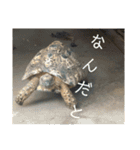 いしかわ動物園 動物スタンプ 5（個別スタンプ：29）