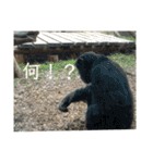 いしかわ動物園 動物スタンプ 5（個別スタンプ：32）