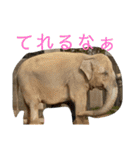 いしかわ動物園 動物スタンプ 5（個別スタンプ：39）