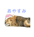 いしかわ動物園 4 肉食の猫科編（個別スタンプ：11）