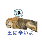 いしかわ動物園 4 肉食の猫科編（個別スタンプ：13）