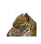 いしかわ動物園 4 肉食の猫科編（個別スタンプ：32）