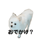 こおりしたさかなドッグ（個別スタンプ：1）