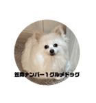 こおりしたさかなドッグ（個別スタンプ：3）