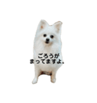 こおりしたさかなドッグ（個別スタンプ：4）
