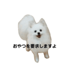 こおりしたさかなドッグ（個別スタンプ：5）