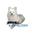 こおりしたさかなドッグ（個別スタンプ：6）