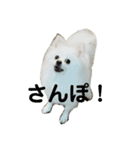 こおりしたさかなドッグ（個別スタンプ：8）