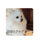 こおりしたさかなドッグ（個別スタンプ：16）