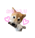 柴犬はるなちゃん かわいいぬスタンプ 3（個別スタンプ：2）