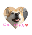 柴犬はるなちゃん かわいいぬスタンプ 3（個別スタンプ：3）