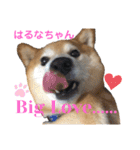 柴犬はるなちゃん かわいいぬスタンプ 3（個別スタンプ：5）